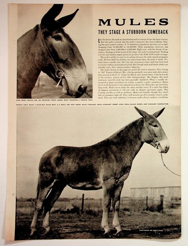1940s mules magazine - 1940s,